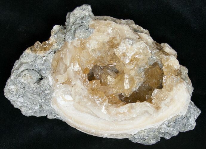 Clam Fossil with Golden Calcite Crystals - #14720